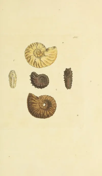 The Mineral Conchology Of Great Britain Pl 328