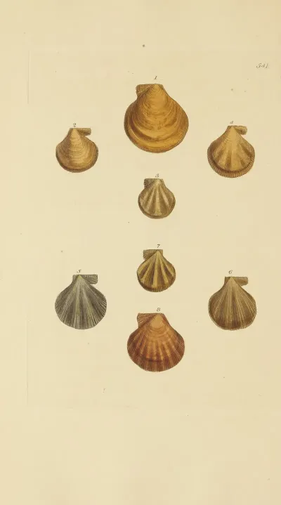 The Mineral Conchology Of Great Britain Pl 329