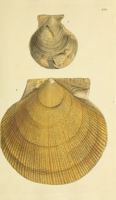 The Mineral Conchology Of Great Britain Pl 330