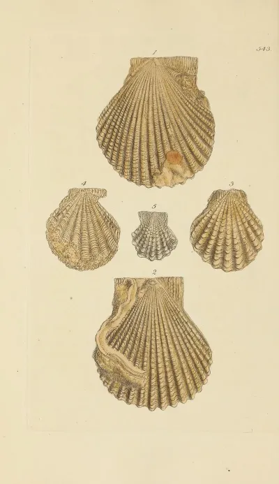 The Mineral Conchology Of Great Britain Pl 331