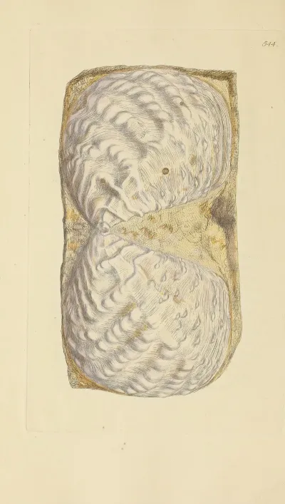 The Mineral Conchology Of Great Britain Pl 332