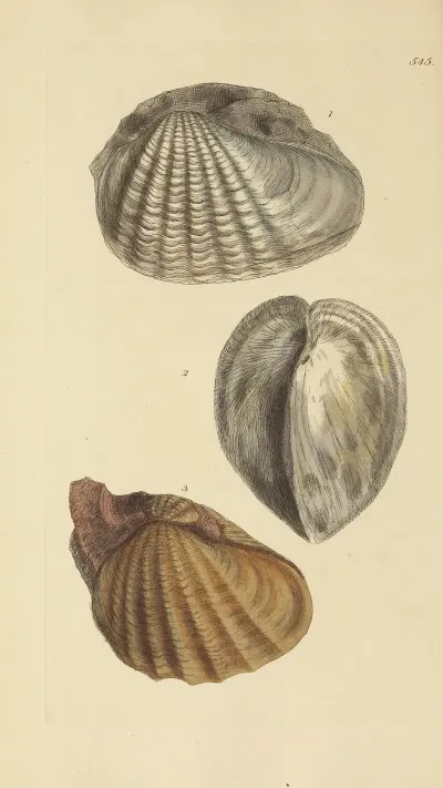 The Mineral Conchology Of Great Britain Pl 333