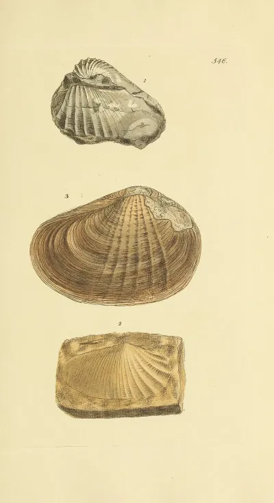 The Mineral Conchology Of Great Britain Pl 334