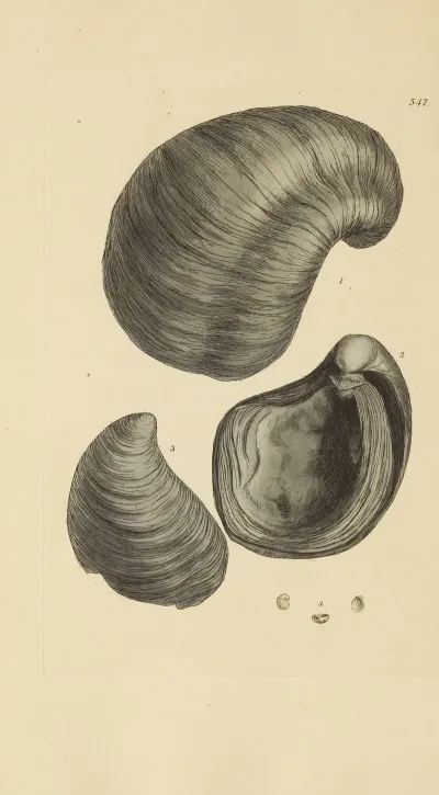 The Mineral Conchology Of Great Britain Pl 335