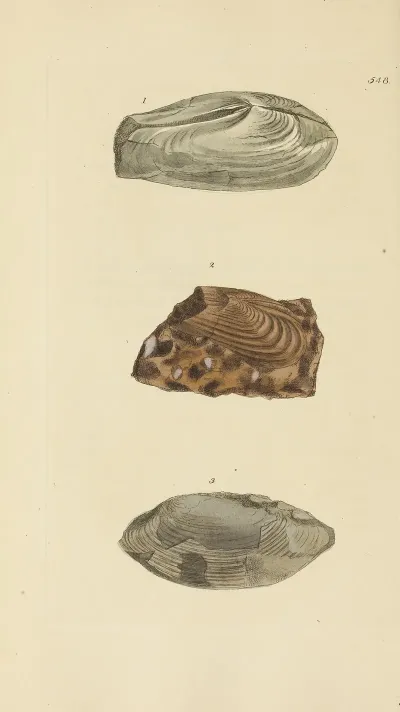 The Mineral Conchology Of Great Britain Pl 336