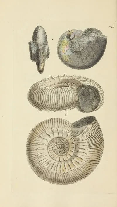 The Mineral Conchology Of Great Britain Pl 337