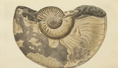 The Mineral Conchology Of Great Britain Pl 338