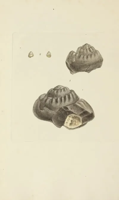 The Mineral Conchology Of Great Britain Pl 339