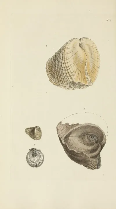 The Mineral Conchology Of Great Britain Pl 340