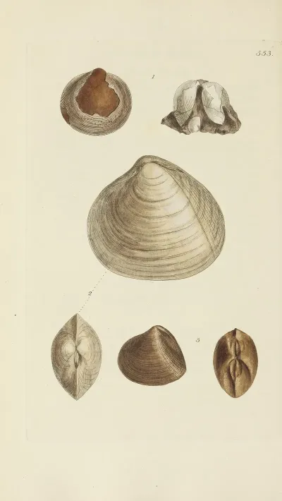 The Mineral Conchology Of Great Britain Pl 341