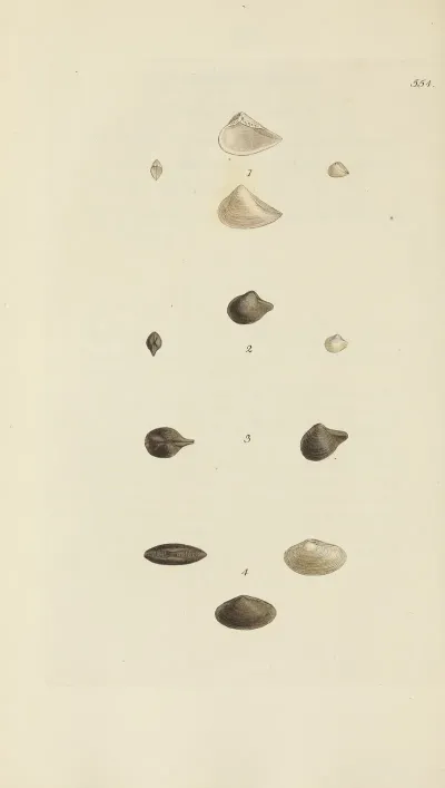 The Mineral Conchology Of Great Britain Pl 342