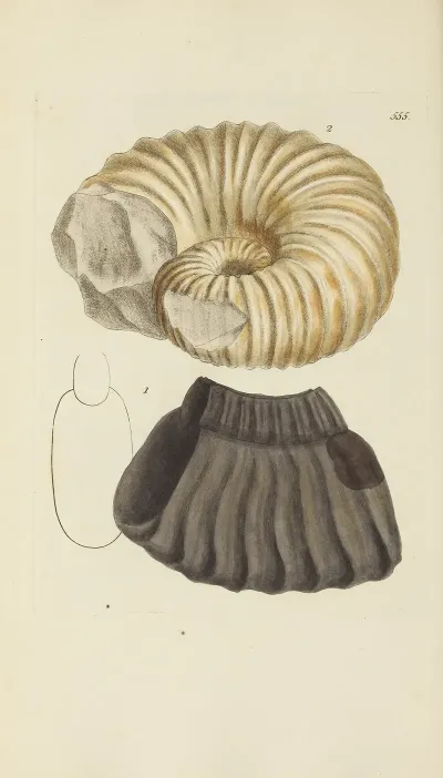 The Mineral Conchology Of Great Britain Pl 343