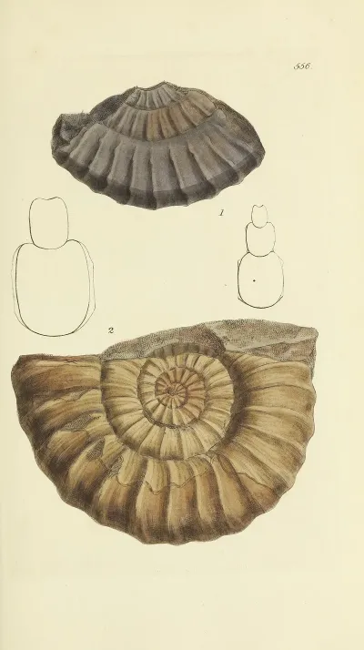 The Mineral Conchology Of Great Britain Pl 344