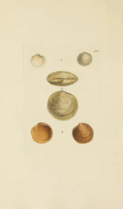 The Mineral Conchology Of Great Britain Pl 345