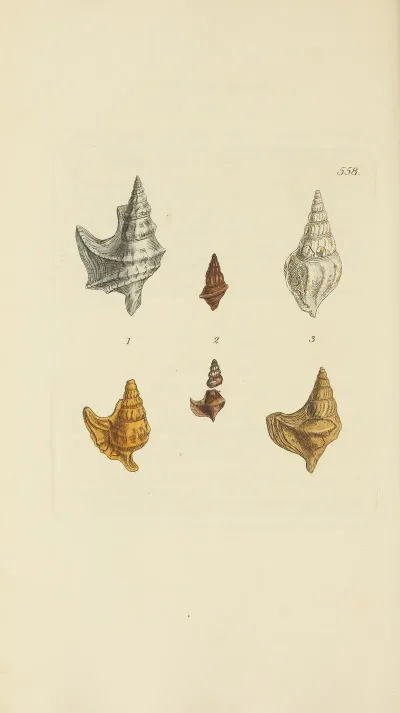 The Mineral Conchology Of Great Britain Pl 346