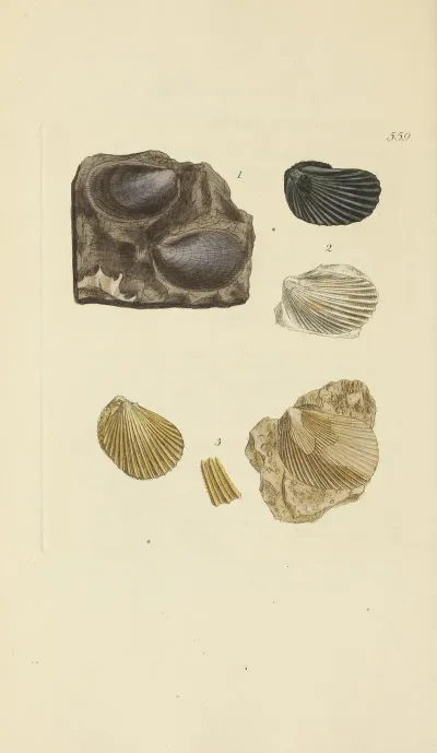 The Mineral Conchology Of Great Britain Pl 347