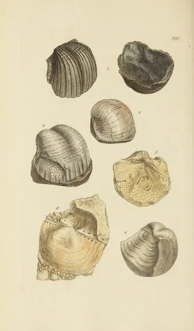 The Mineral Conchology Of Great Britain Pl 348