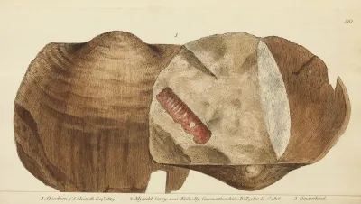 The Mineral Conchology Of Great Britain Pl 349