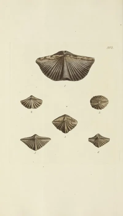 The Mineral Conchology Of Great Britain Pl 350