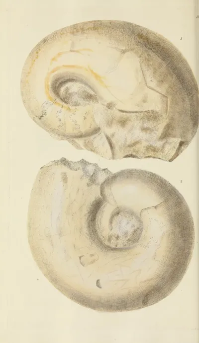 The Mineral Conchology Of Great Britain Pl 351