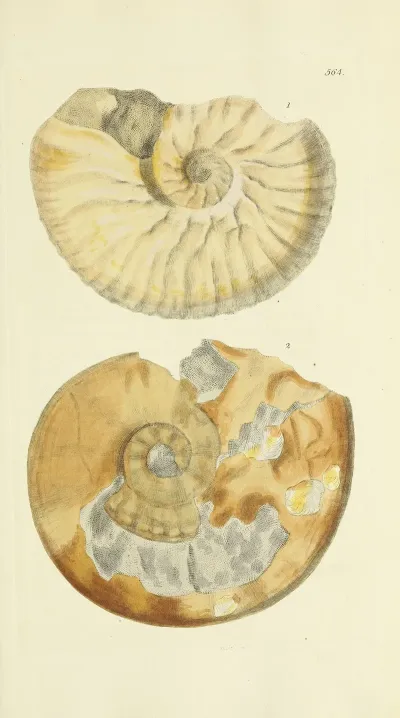 The Mineral Conchology Of Great Britain Pl 352