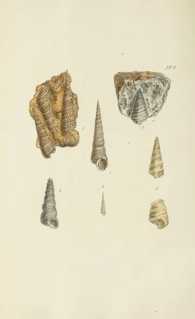 The Mineral Conchology Of Great Britain Pl 353