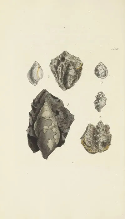 The Mineral Conchology Of Great Britain Pl 354