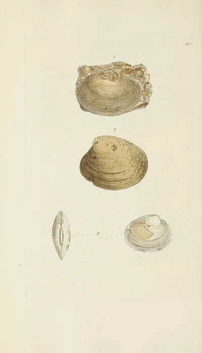 The Mineral Conchology Of Great Britain Pl 355