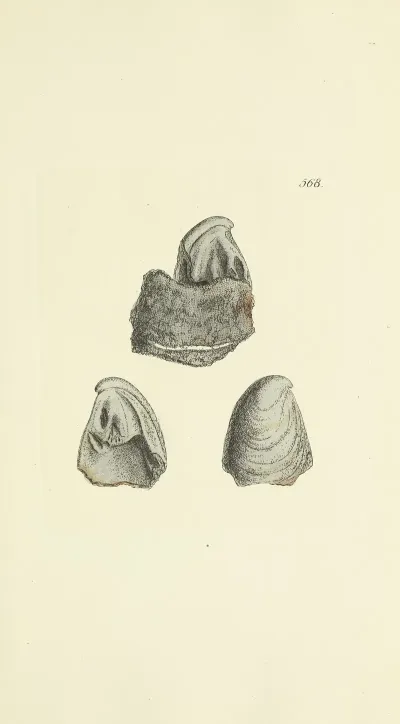 The Mineral Conchology Of Great Britain Pl 356