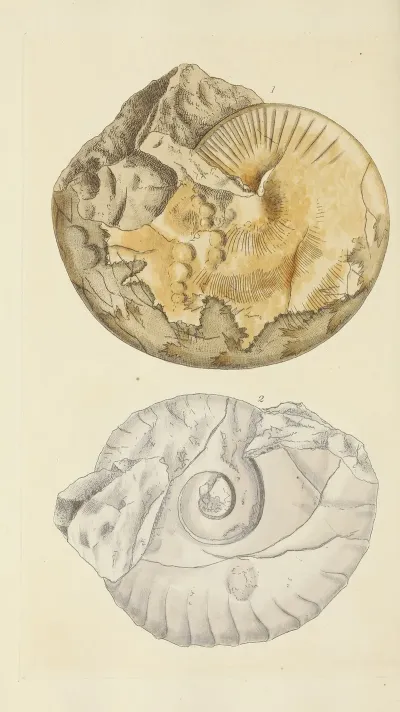The Mineral Conchology Of Great Britain Pl 357