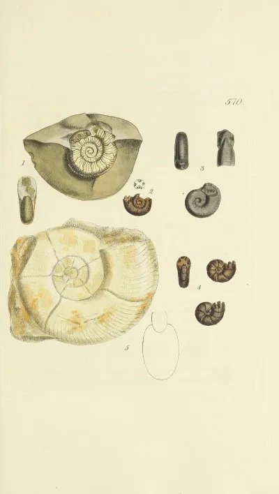 The Mineral Conchology Of Great Britain Pl 358