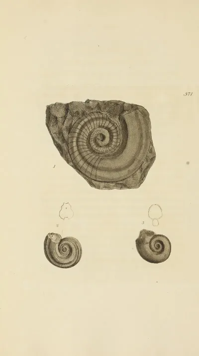 The Mineral Conchology Of Great Britain Pl 359