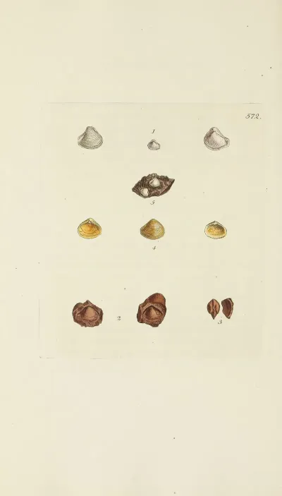 The Mineral Conchology Of Great Britain Pl 360
