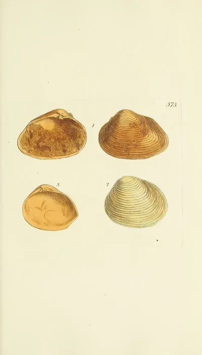 The Mineral Conchology Of Great Britain Pl 361