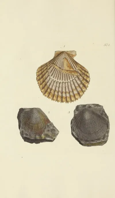 The Mineral Conchology Of Great Britain Pl 362