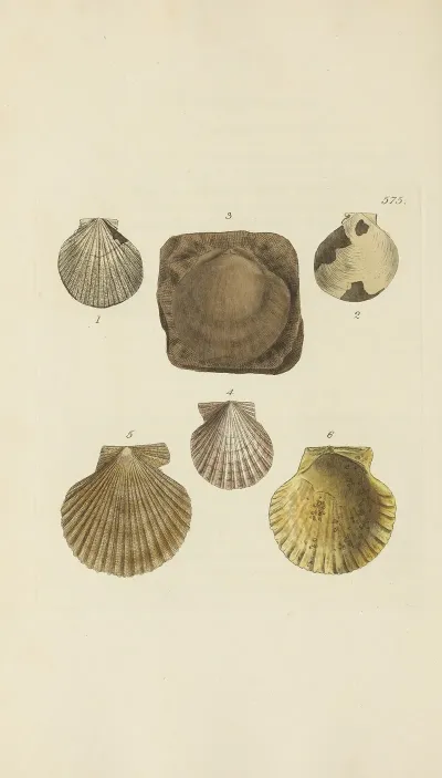 The Mineral Conchology Of Great Britain Pl 363
