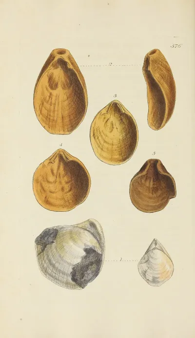 The Mineral Conchology Of Great Britain Pl 364