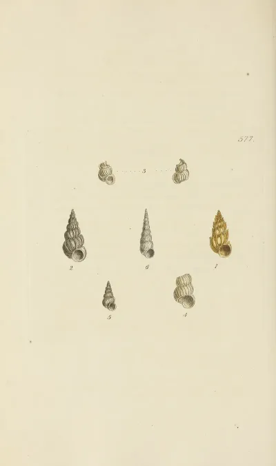The Mineral Conchology Of Great Britain Pl 365