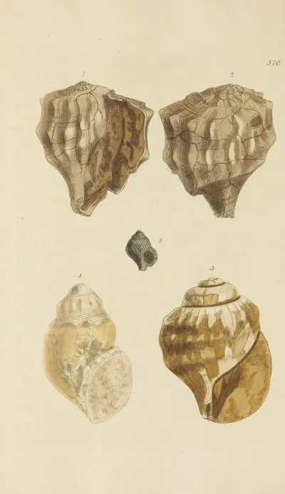 The Mineral Conchology Of Great Britain Pl 366