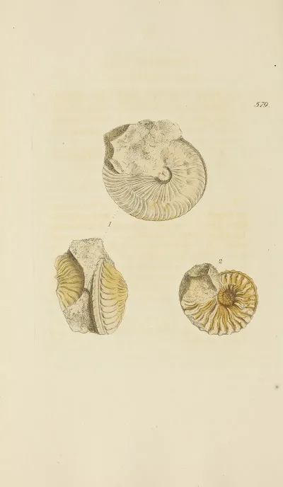 The Mineral Conchology Of Great Britain Pl 367