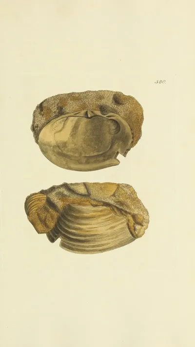 The Mineral Conchology Of Great Britain Pl 368