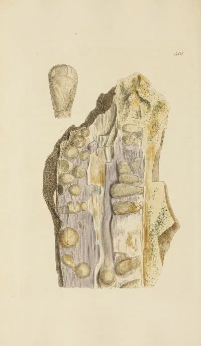The Mineral Conchology Of Great Britain Pl 369