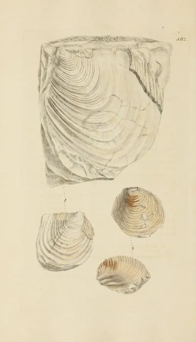 The Mineral Conchology Of Great Britain Pl 370