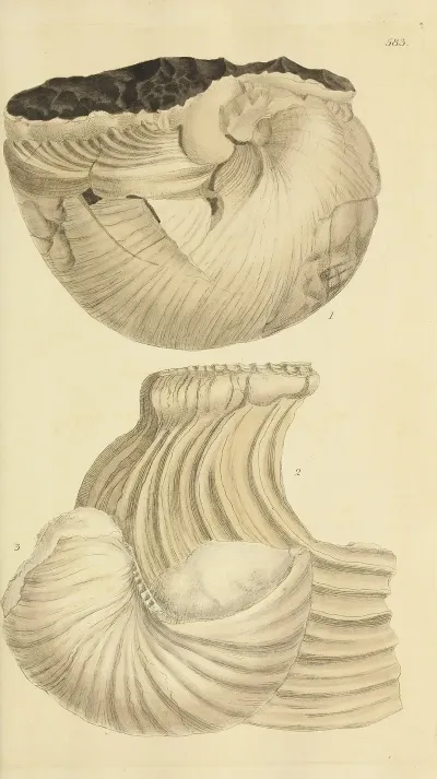 The Mineral Conchology Of Great Britain Pl 371
