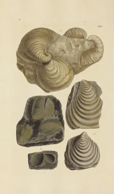 The Mineral Conchology Of Great Britain Pl 372