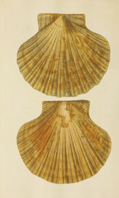 The Mineral Conchology Of Great Britain Pl 373