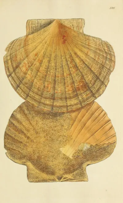 The Mineral Conchology Of Great Britain Pl 374