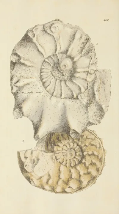 The Mineral Conchology Of Great Britain Pl 375