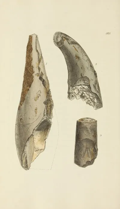 The Mineral Conchology Of Great Britain Pl 376