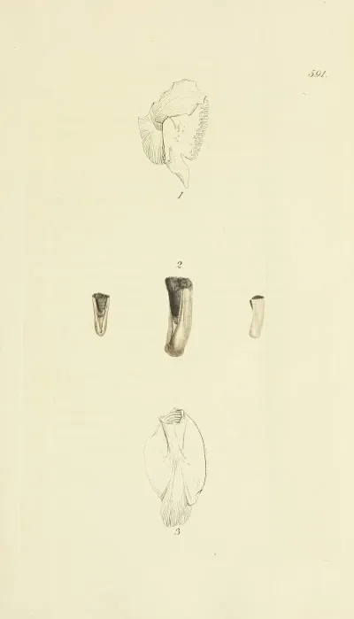The Mineral Conchology Of Great Britain Pl 378